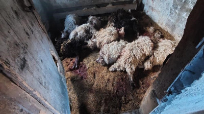 Köpeklerden sonra bir de bunlar çıktı! Hem saldırıyorlar hem de kuduz hastalığı yayıyorlar