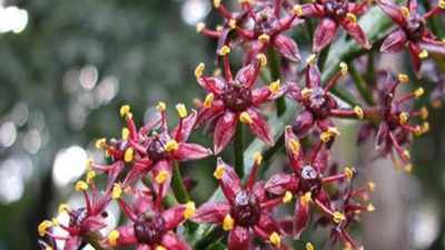 Pilocarpus Jaborandi bitkisi ne işe yarar