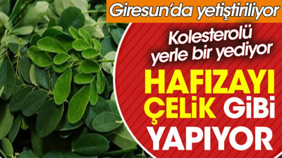 Hafızayı çelik gibi yapıyor. Kolesterolü yerle bir yediyor. Giresun’da yetiştiriliyor