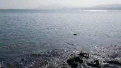 Nesli tükenmekte olan su samuru Ordu'da görüntülendi