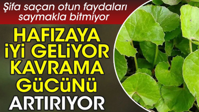 Hafızaya iyi geliyor. Kavrama gücünü artırıyor. Şifa saçan otun faydaları saymakla bitmiyor