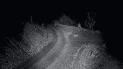 Aç kalan kurt sürüsü köye indi