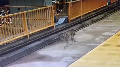 Kotanlı Barajı'nın misafiri Vaşak