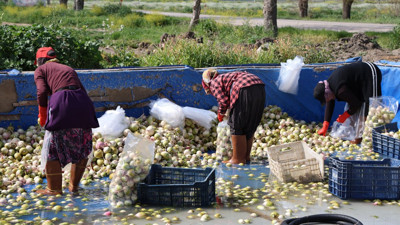 Tarlada 10 markette 43 tabağı 135 TL. Hasadı başladı sofraların vazgeçilmezi