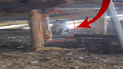 Sivas’ta bir vaşak ahırın çatısından içeri girdi. O anlar kamerada