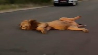 7 gün boyunca zürafa yediği bildirilen aslan kendinden geçti