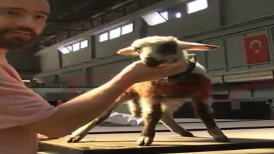 Kuzu Nuri, sanayi sitesinin maskotu oldu