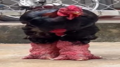 Vietnam'ın ejderha ayaklı tavukları görünümüyle şaşırtıyor