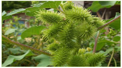 Kabızlığı bıçak gibi kesen mucize ot ortaya çıktı