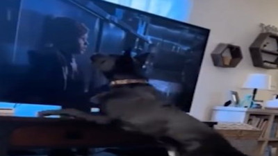 Televizyonda izlediği çocukları kurtarmaya çalışan köpek güldürdü