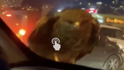 Bursa'da trafikte şahin sürprizi: Araç üstüne kondu!