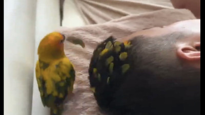 Papağan kendi tüylerini koparıp sahibinin saçlarını süsledi