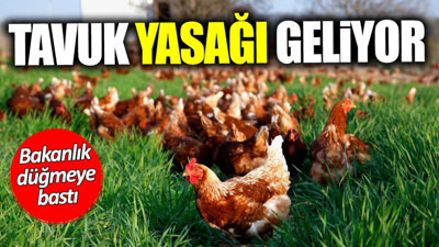 Tavuk yasağı geliyor! Bakanlık düğmeye bastı