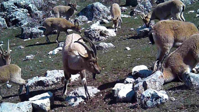 Yaban keçisi sürüsü fotokapana yansıdı