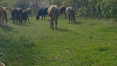 İneklerini otlatan adamı yılan soktu