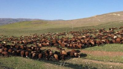Göçerlerin küçükbaş hayvan sürüleriyle zorlu yayla yolculuğu başladı