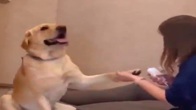 Tırnaklarının kesilmesini istemeyen köpekten bayılma numarası