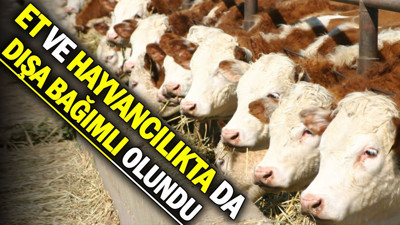 Et ve hayvancılıkta da dışa bağımlı olundu