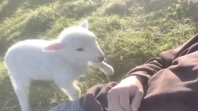Yanındaki adamın eline vurarak sevgi isteyen kuzu gülümsetti