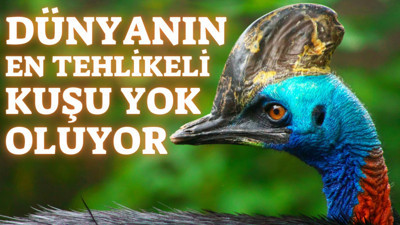 Dünyanın en tehlikeli kuşu yok oluyor