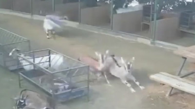 Antalya’da keçilerin komik kaçış anları. Çuval başına dolanınca ahırı karıştırdı