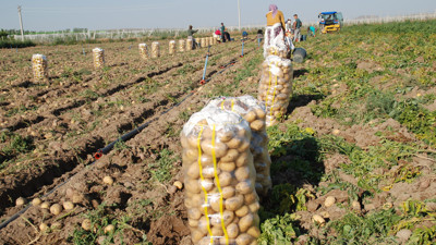 Yazlık ve kışlık patates hasat edildi. Fiyatı 4 liraya düştü