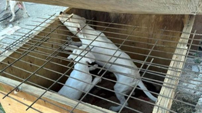 Köpek sahibine 317 bin TL ceza