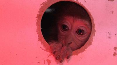 Yeni yıl hediyesi olarak gönderildi: Kutuyu açanlar şoke oldu