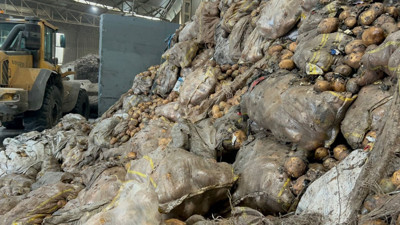 Tunus'tan iade edilmişti! Binlerce patates imha ediliyor