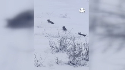 Vaşak ailesi kameralara yakalandı