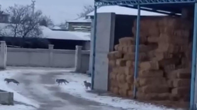 Tilkiler, saman balyalarının arasına yuva yaptılar