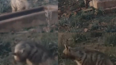 Sessiz gece bekçisi, çizgili sırtlan kameraya yakalandı