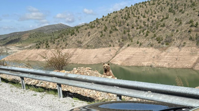 Ayıya "Koca Oğlan” dedi, Az kalsın canından oluyordu!