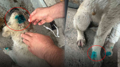 Zonguldak'ta akılalmaz olay! İnsan köpek ısırdı
