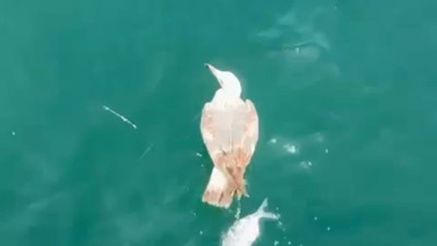 Oltaya bu kez balık değil bakın ne takıldı...