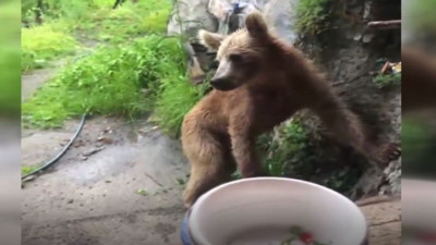 Artvin'de ayı kapıya dayandı