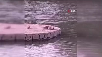 Su samuru ve yavrusu güneşlendi! Dicle Nehri'ndeki görüntüler viral oldu