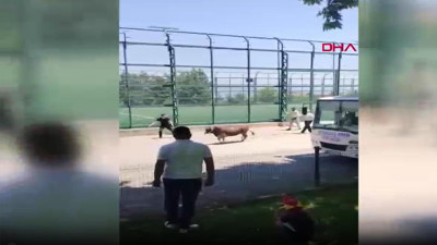 Kurbanlık inek mahalleyi birbirine kattı