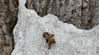 Dev ayı dağcılara parmak ısırttı