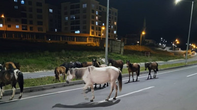 Başıboş atlar trafiğe çıktı!