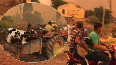 Ödemiş’te alevlerden kaçış! Köylüler hayvanlar için seferber oldu… İzmir hala cayır cayır yanıyor