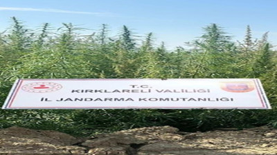 Kırklareli’nde binlerce kök kenevir ele geçirildi