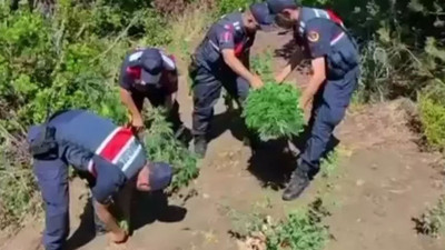 Yalova'da yasadışı kenevir ekimi yapan 1 şüpheli tutuklandı