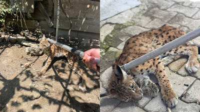 Çorum'da vaşak operasyonu