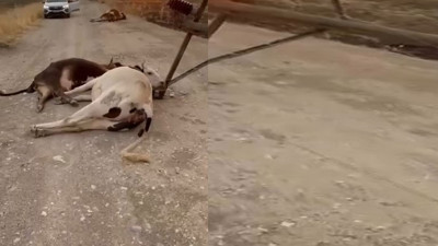 Diyarbakır’da fırtınanın acı bilançosu! Çatılar uçtu, hayvanlar öldü