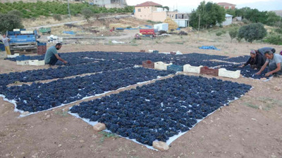 Üreticinin yüzü gülmeye başladı! Kilosu 500 TL’den satılıyor