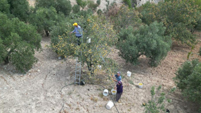 Şifa deposu alıçta hasat başladı: Kilogram fiyatı da belli oldu