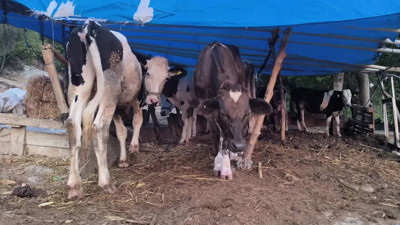 Tedirgin eden 'üç gün' hastalığından inek ölümleri! "Başka bir şeyimiz yok"