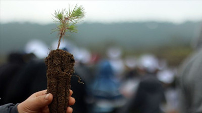 Çocuklar sinemayla, ormanlar fidanla buluşacak: Altın Koza’da yeşil devrim!