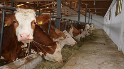 Hayvancılık destekleme miktarları artıyor! Yüzde 180’e kadar yükseltildi